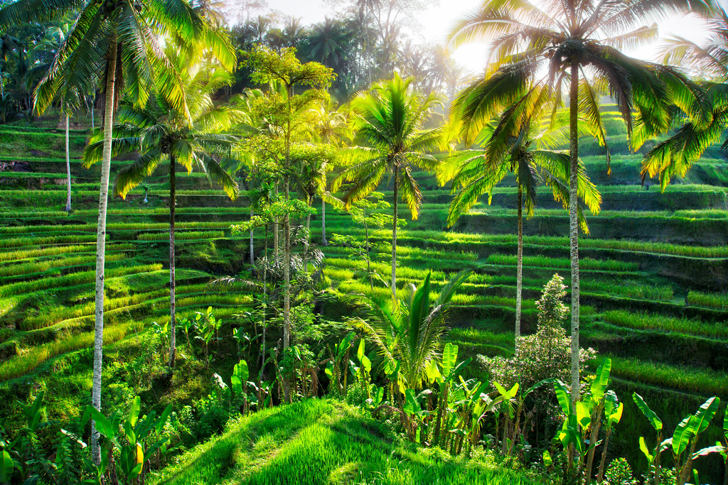 Bali Rice Fields