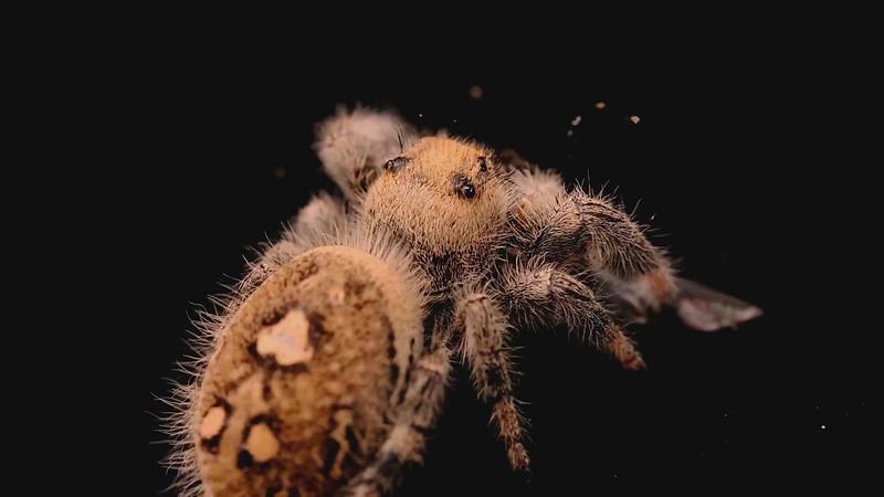 Regal Jumping Spider eating bluebottle fly (2x normal speed) (0271 - 0273)