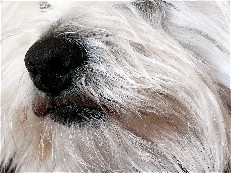 Macro perruno