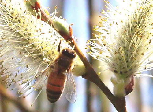 Pussy Willows | Another bee fav. | Julie Falk | Flickr