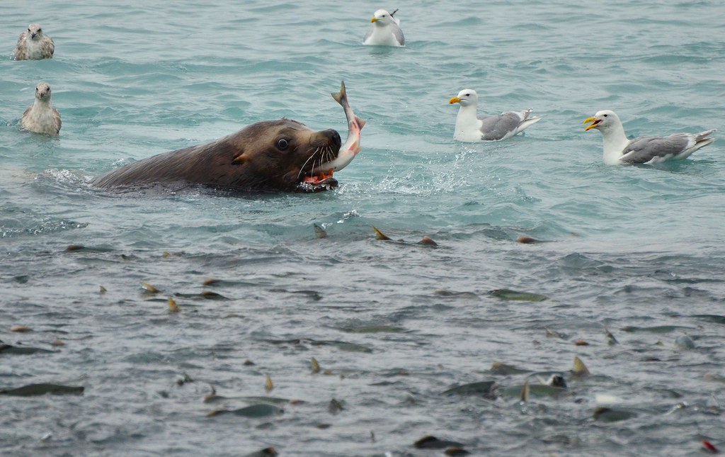 Steller's Sea Lion