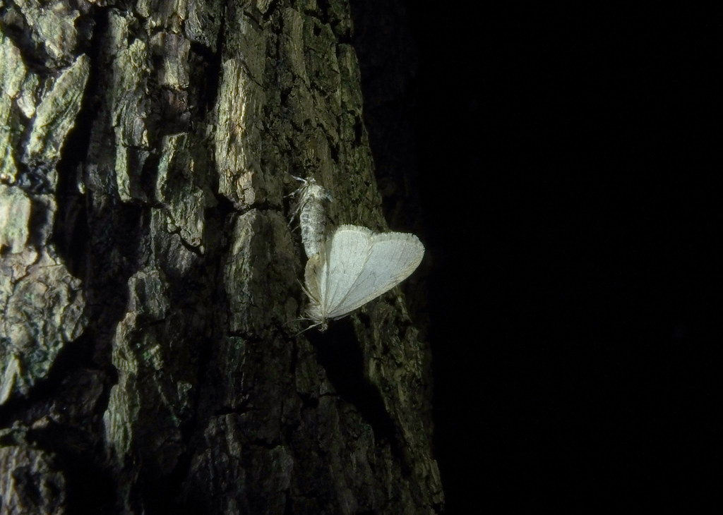 mating moths (Operophtera fagata)#67245el - A couple of Oper… - Flickr