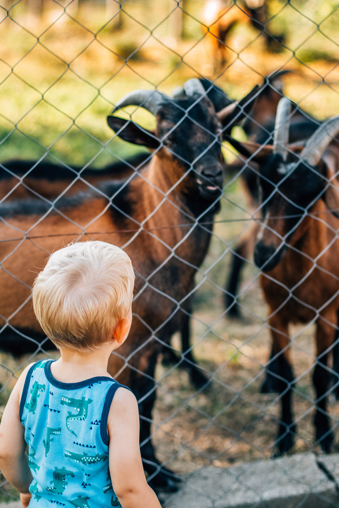 Young boy meeting new friends from the animal kingdom