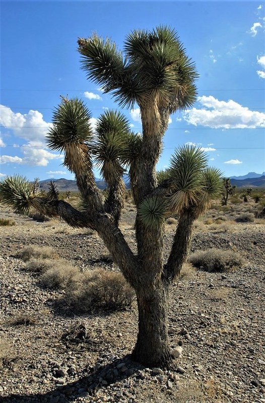 Joshua Tree, Yucca Palm, Tree Tucca, Palm Tree Yucca, (Yucca Brevifolia) Death Valley National Park, California, USA.