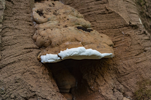 Ganodermataceae, Ganoderma adspersum