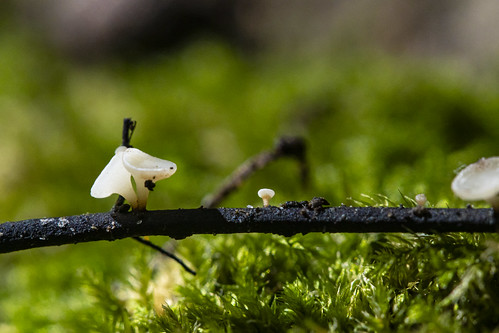 Hylotiaceae, Hymenoscyphus fraxineus