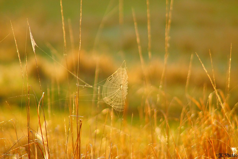 The Web...For Buddy!