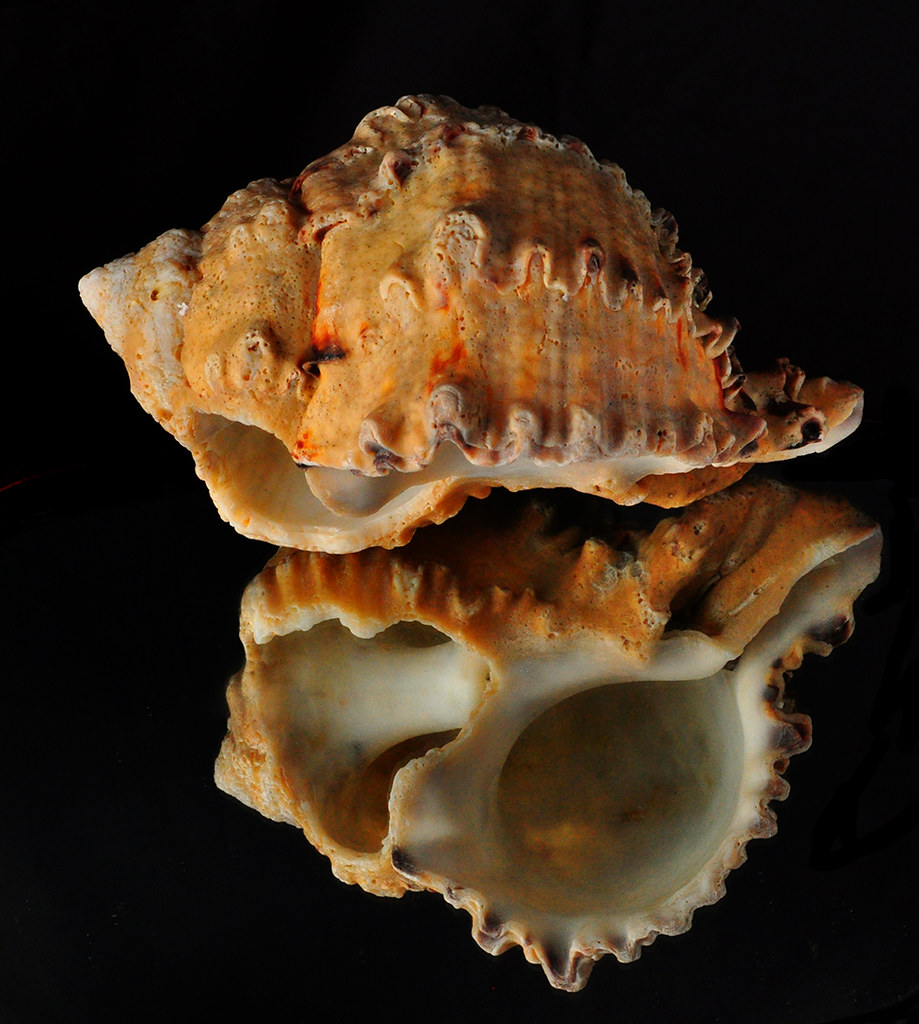 Mult-Chambered Sea Shell: A 2nd View