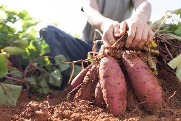 cosecha de batatas - tuber macrosporum fotografías e imágenes de stock