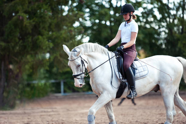 Young lady riding a trotting horse practicing at equestrian school Training process. Young teenage girl riding trotting gray horse on sandy arena practicing at equestrian school. Colored outdoors horizontal summertime image with filter arome truffe dressage chien stock pictures, royalty-free photos & images