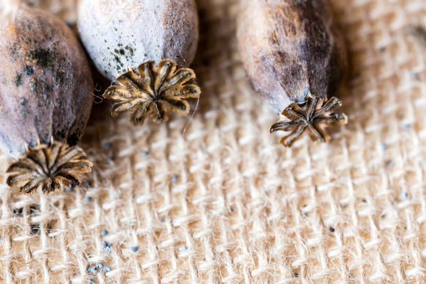 Macro photography of poppy heads and poppy seeds Macro photography of poppy heads and poppy seeds on textile rustic background. tuber macrosporum stock pictures, royalty-free photos & images