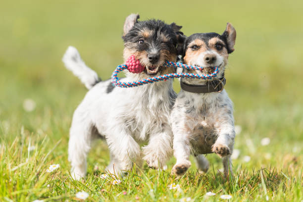 zwei nette freundliche hunde spielen mit einem ball - jack russell terrier - fight friend stock-fotos und bilder