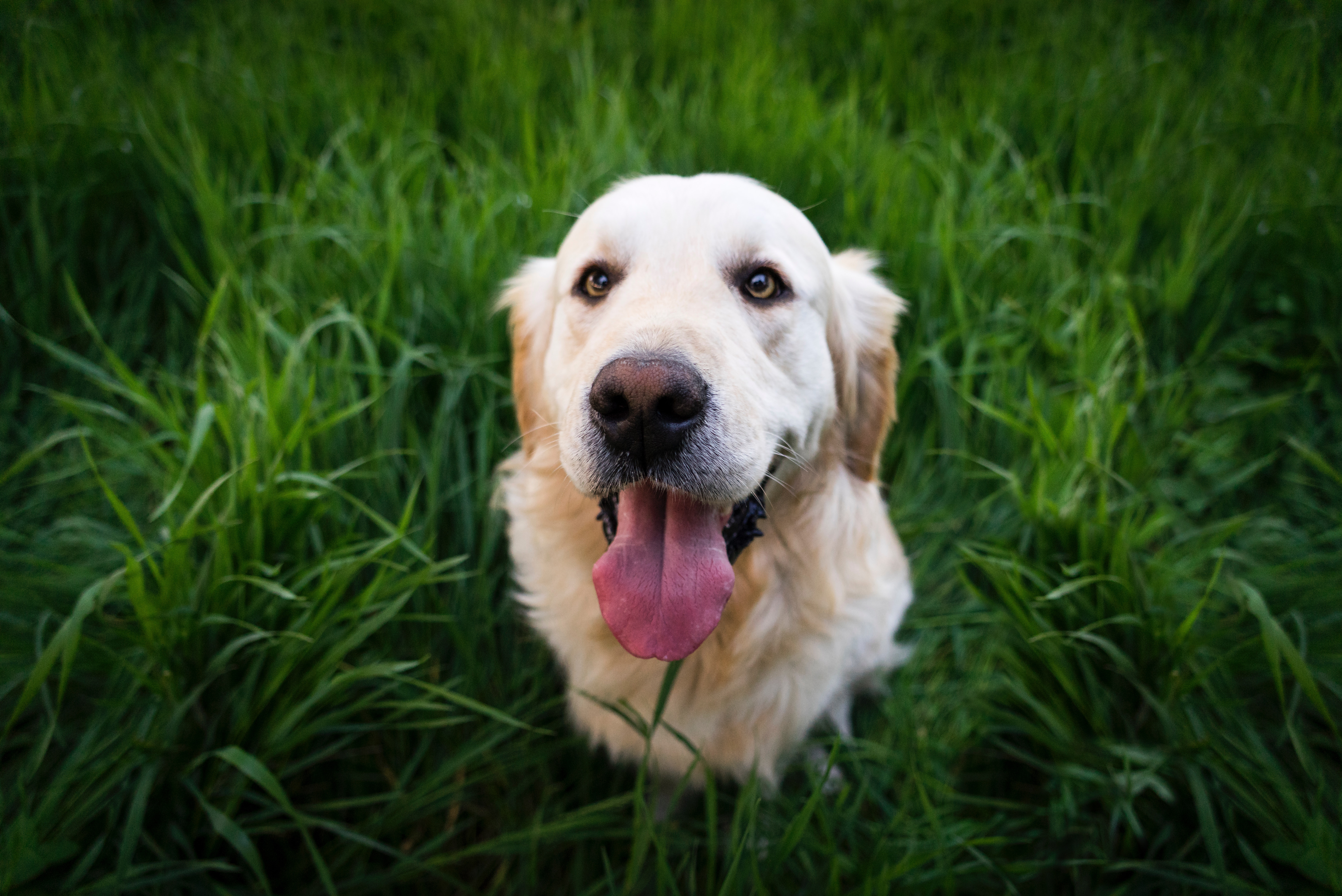 Golden Retriever Dog