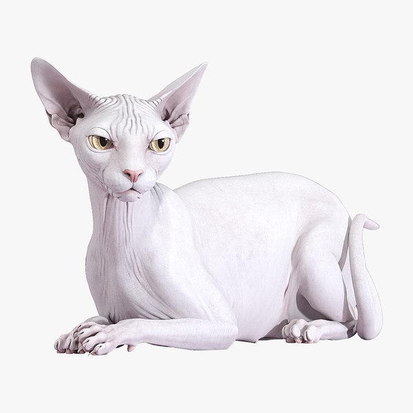 Sphynx Cat White Rigged 3D model