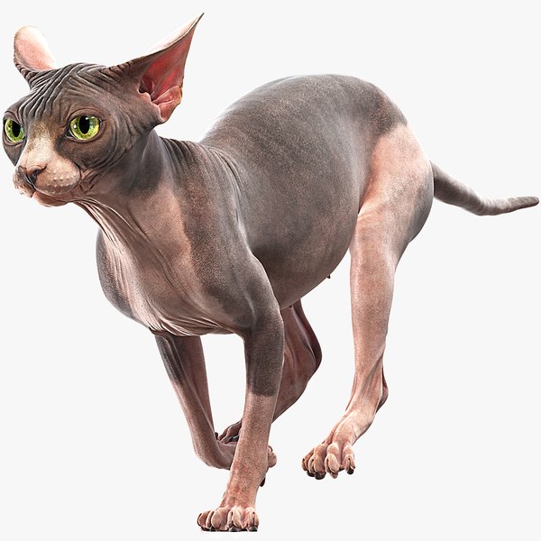 sphynx cat animations 3D