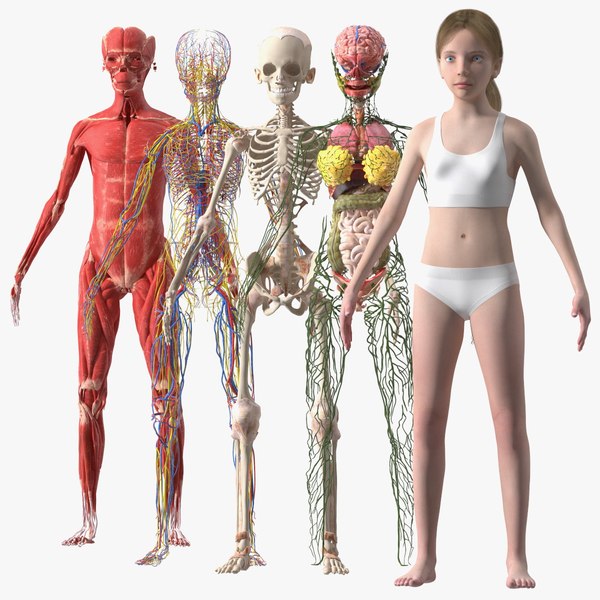 Complete Full Body Kid Girl Anatomy Fur model