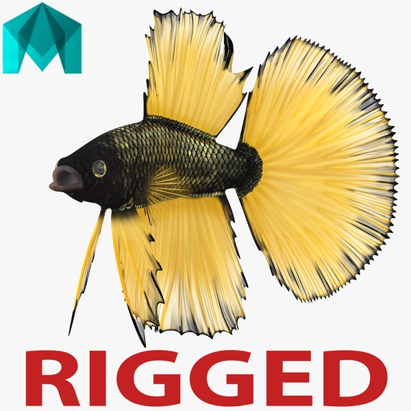 betta fish rigged 3d ma