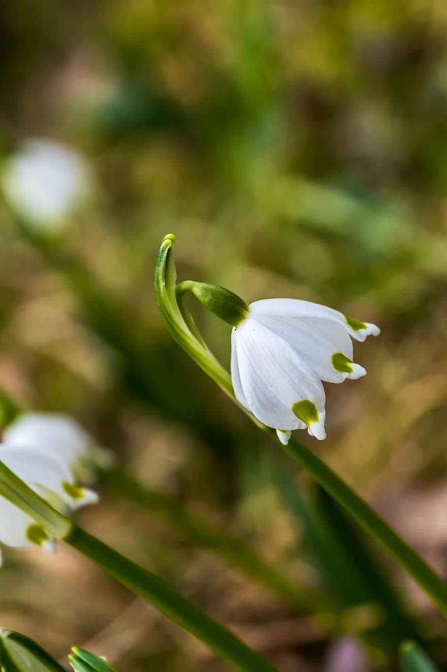 sniegpārsla, leucojum aestivum, raksturs, pavasara zieds, pavasara ...