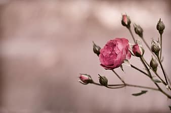 flower, nature, flora, outdoors, closeup, bud, desktop, garden, branch, wild, rose