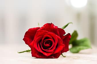 rose, flower, romantic, love, romance, 8th of march, women's day, woman's day, dating, greeting, girlfriend