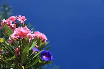 oleander, background, beautiful, bloom, blossom, blue, bright, color, colorful, flora, flower