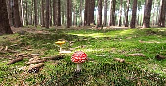 fly agaric, mushroom, forest, forestry, forest floor, moss, bemoost, toxic, poison, nature, red