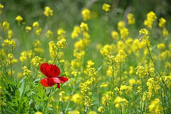 poppy, only, isolated form, ile, red, yellow, rapeseed, flower, plant, green, flooded