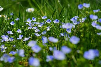 chamaedrys, flowers, wild flowers, meadow, bloom, nature, macro, plant, flora, wild garden plant, wild forget me not