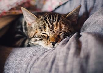 cat, domestic cat, sleep, pet, animal, rest, relaxation, relax, dreams, tired, mackerel