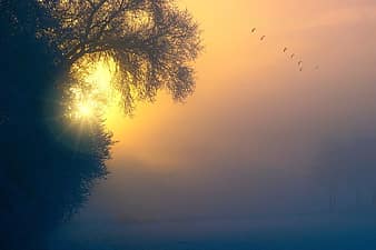 fog, dawn, birds, tree, aesthetic, sunset, sun, sky, abendstimmung, landscape, winter