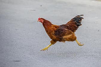 chicken, bird, food, running, street, animal, farm, feather, rooster, agriculture, nature