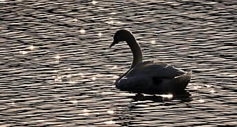 swan, water, nature, texture, background, template, blue, lake, light, incidence of light, mood