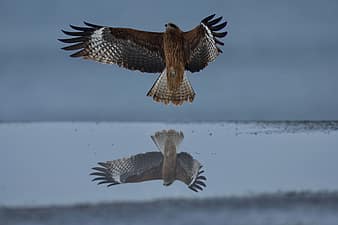 animal, sea, bird, wild birds, raptor, video, feathers, wings, flight, water, mirror