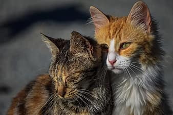 cat, stray, friends, animal, sad, homeless, face, eyes, sadness, emotions