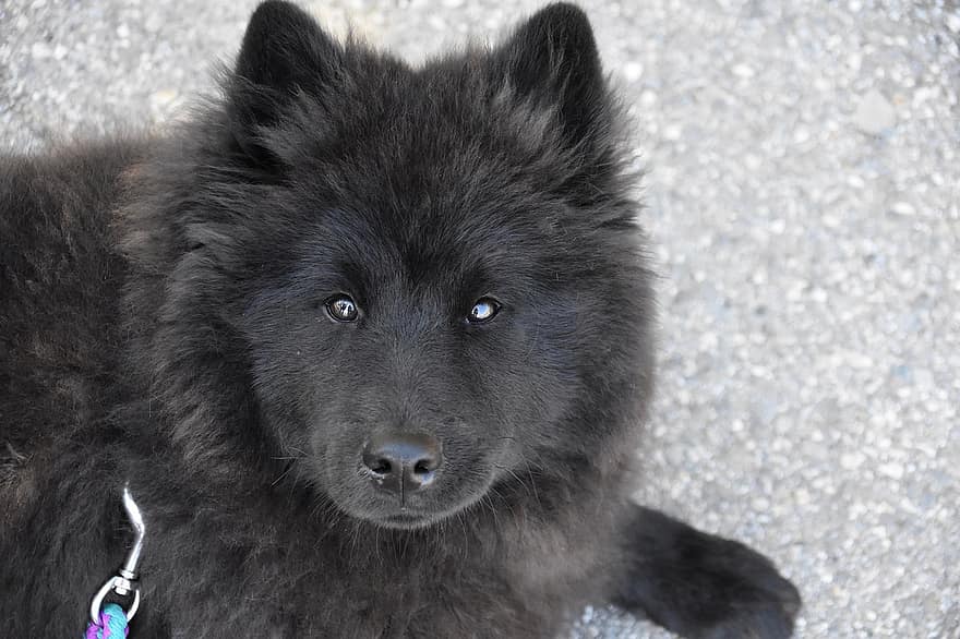 Hund, Hund Eurasier Ploublue, Eurasier Farbe schwarz, Hund reine Rasse, Eckzahn, entzückender Begleiter, Haustier Hund, eurasier, weiblich, Tier - Pikist