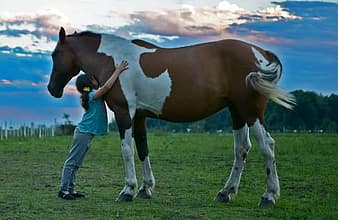 horse, field, girl horse, girl field, friend horse, friendship horse, nature, farm, ride, animal, landscape