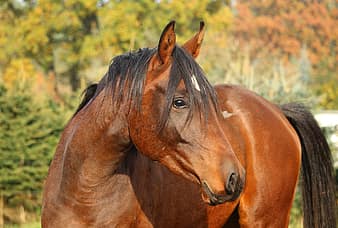 horse, stallion, brown, thoroughbred arabian, horse head, fall foliage, pferdeportrait, pasture