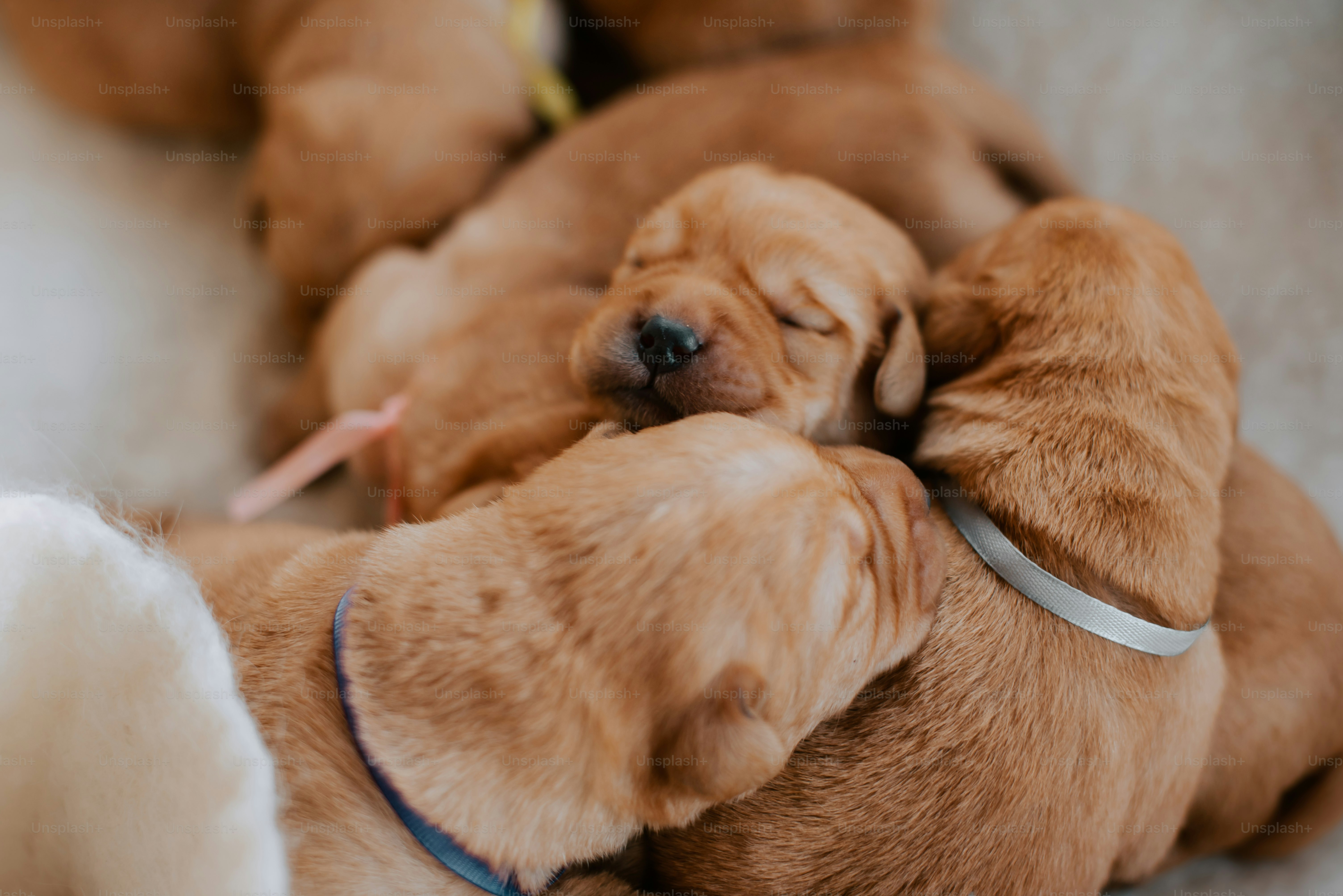 a group of puppies laying on top of each other